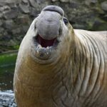 Sammy the elephant seal