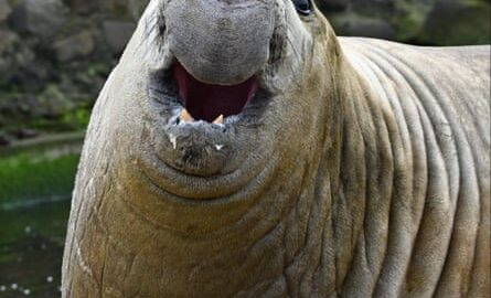 Sammy the elephant seal