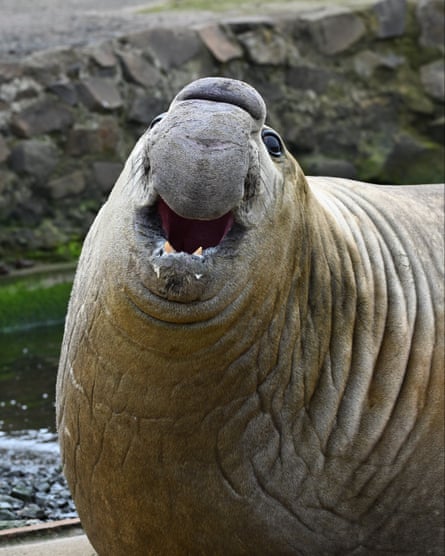 Sammy the elephant seal