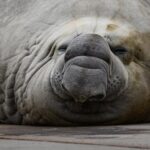 Sammy the seal
