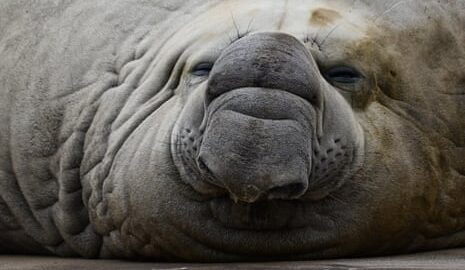 Sammy the seal