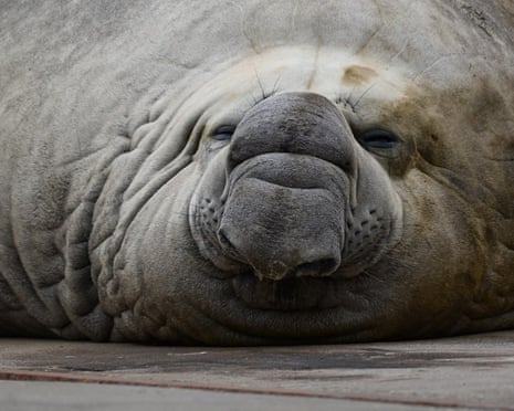 Sammy the seal