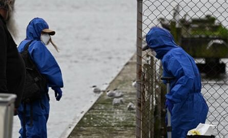 Wildlife rescuers attend arrive at Portland in Victoria to euthanase sick birds