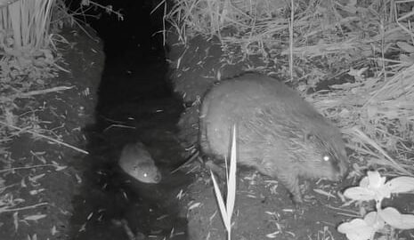 Black and white night film screengrab of a beaver in a channel of water and another on the bank.