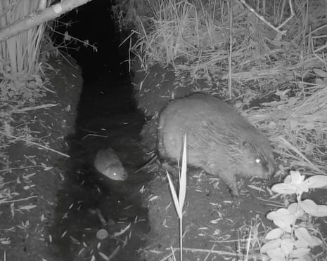 Black and white night film screengrab of a beaver in a channel of water and another on the bank.