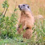 A marmot stands upright amid green leafy plants in a field