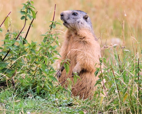 A marmot stands upright amid green leafy plants in a field