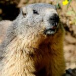 Closeup of a marmot in France