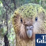 Close-up of a kākāpō, a yellow-green speckled flightless parrot, in a forest