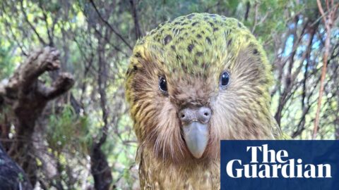 Close-up of a kākāpō, a yellow-green speckled flightless parrot, in a forest