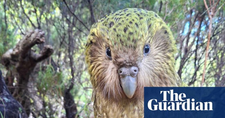 Close-up of a kākāpō, a yellow-green speckled flightless parrot, in a forest