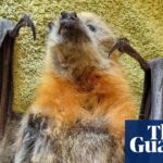 Emaciated grey-headed flying fox