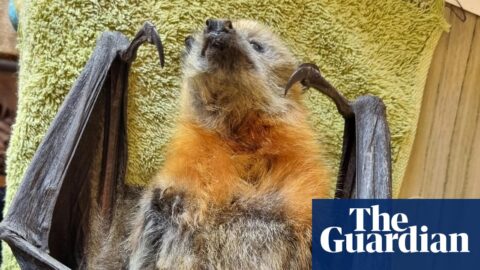 Emaciated grey-headed flying fox