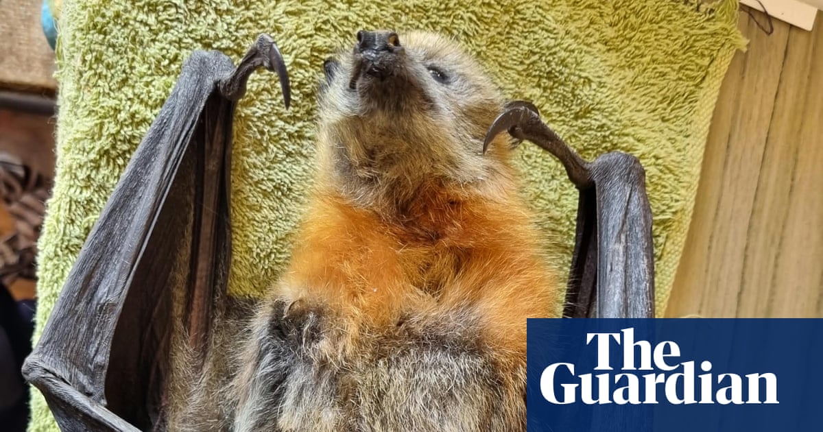 Emaciated grey-headed flying fox